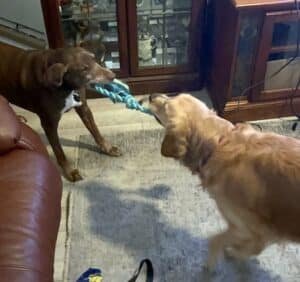 A golden retriever and a chocolate-colored dog indoors, playing with a blue rope toy.