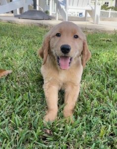 Cute golden puppy, staring at camera with tongue out.