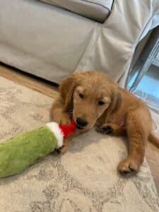 A golden retriever puppy chewing on a Grinch plush toy.