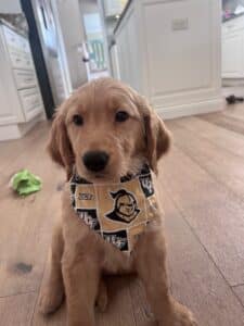 A golden retriever puppy wearing a UCF Knights-themed bandana.