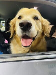 A close-up of a golden retriever looking out of a car window at night, with its mouth open and tongue showing.