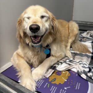 Lady Nola 4427 will have entropion surgery on both eyes.