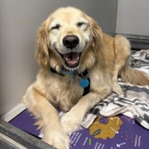 Lady Nola 4427, a 7 year old golden, will have entropion surgery on both eyes.