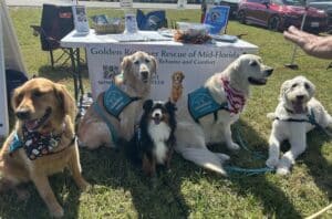 Group of golden retrievers in Hearts of Gold vests and a small black and white dog sitting in front of the GRRMF booth at an outdoor event.