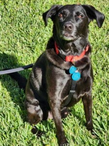 Black Lab mix with red collar and blue tags, sitting alert on grass, looking at the camera.