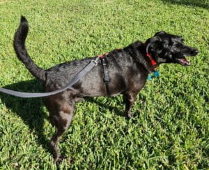 Black Lab mix with red collar and blue tags, barking. On a walk in the park on green grass.