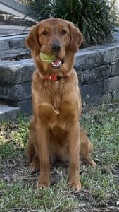 A red golden, sitting in the grass, with a tennis ball in her mouth.