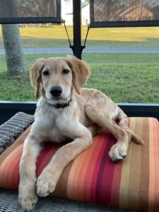 This puppy is laying on a Muti-colored cushion with their long legs out in front of them.