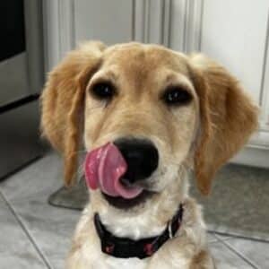 Headshot of Lief up close with their pink tongue curled up touching his nose.