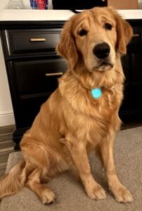 A 9 mth old puppy, reddish golden, sitting, giving the camera some big brown eyes.