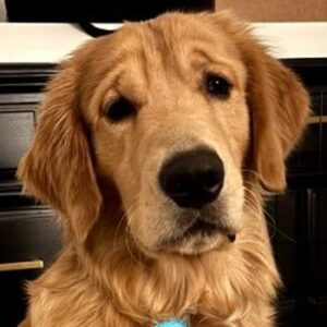 A 9 mth old puppy, reddish golden, headshot, giving the camera some big brown eyes.