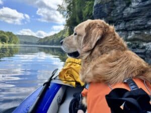Golden in kayak on river with mountains.