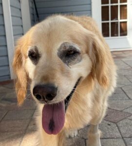 golden with black rimmed eyes, following her eye surgery.