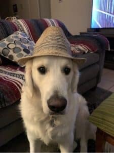 Golden retriever wearing a straw hat indoors.