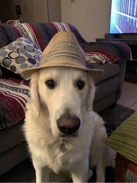 Golden retriever wearing a straw hat indoors.
