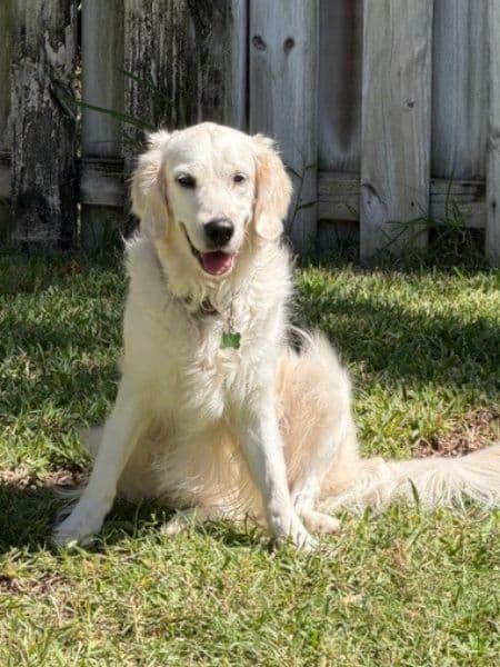 Ivy, a white golden retriever, sitting on the grass in the backyard near a wooden fence.