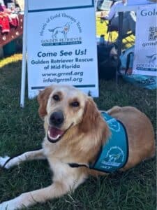 Golden retriever therapy dog wearing a teal vest lying in front of a GRRMF event sign.
