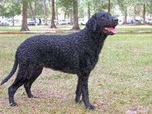 Curly coated retriever standing on grass in a wooded park.