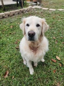 A fluffy golden retriever sits on green grass, looking calmly at the camera