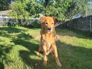 Tan dog sitting in a sunny backyard on green grass, trees and a house in the background, looking calmly at the camera.