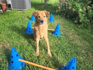 Tan dog sitting in the yard between blue training cones connected by orange poles, looking attentively at the camera