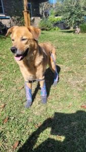 Tan dog standing on grass in the sunshine, wearing patterned front leg braces and looking off to the side with mouth open.