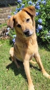 Tan mixed-breed dog sitting on green grass in front of a brick wall and purple flowers, head tilted slightly to one side.