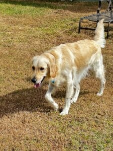 Golden retriever running across a large grassy yard