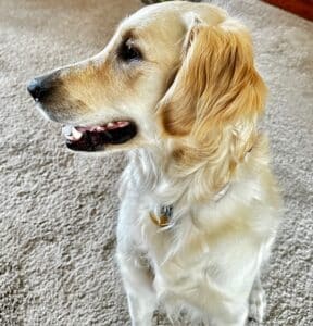 Close-up side view of a golden retriever’s face.