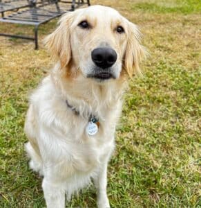 Golden retriever sitting on grass, looking calmly at the camera,