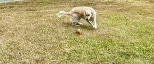Golden retriever running across a large grassy yard toward a small orange toy on the ground