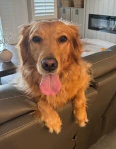 A golden retriever rests its paws on the back of a couch with its tongue out, looking at the camera.