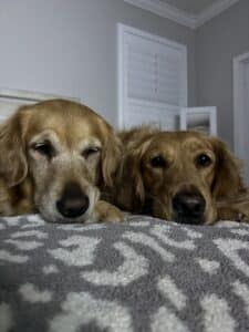 Two golden retrievers lie close together on a bed, resting their heads on the blanket.