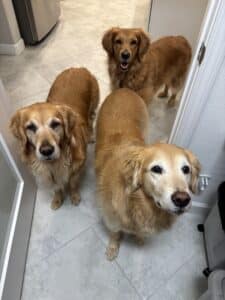 Three golden retrievers stand close together in a doorway on a tile floor, looking up at the camera.