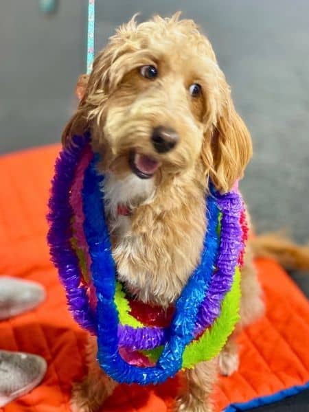 Small dog sitting on a mat wearing colorful leis during an indoor activity.
