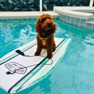 Miniature poodle sitting on a paddleboard in a swimming pool.