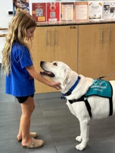 Jackie, a white Labrador Retriever in a turquoise therapy vest, gently interacting with a young girl inside a community facility.