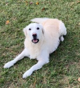 Cream colored golden laying in the grass.