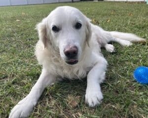 Cream colored golden laying in the grass with a blue ball.