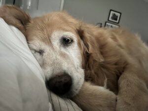 A golden retriever lies on a bed with its head resting on a pillow, looking relaxed in a cozy room with framed pictures on the wall.