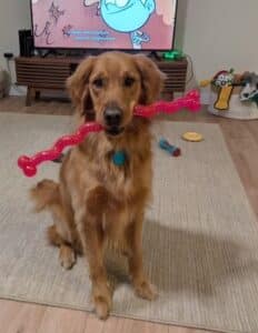 Bandit with a pink toy in their mouth sitting in the living room.
