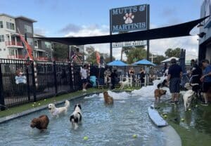 Photo of dogs playing in the water.