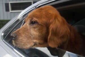 Reddish brown dog looking out the back window of a car.