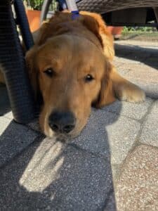 A close-up of a golden retriever lying on outdoor pavers with its head resting on the ground, partially shaded, looking calmly toward the camera.