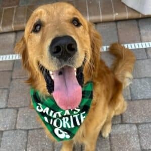 A close-up of a golden retriever sitting outdoors with its tongue out, wearing a green bandana and looking happily toward the camera.