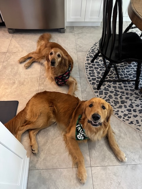 Two golden retrievers lie on a light-colored tile kitchen floor, looking up at the camera; one wears a patterned bandana and the other wears a green bandana.