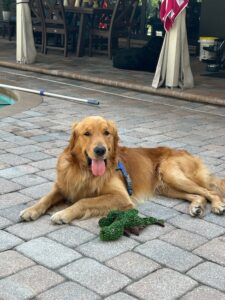 A golden retriever lies on stone pavers near a pool with a small green stuffed toy in front of its paws, tongue out and appearing content.