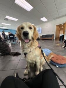 Golden retriever sitting and looking at the camera while on break at a reading event.