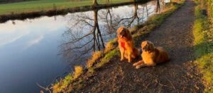 Goldens, Angus, and Lucky in the UK, by the side of a canal.