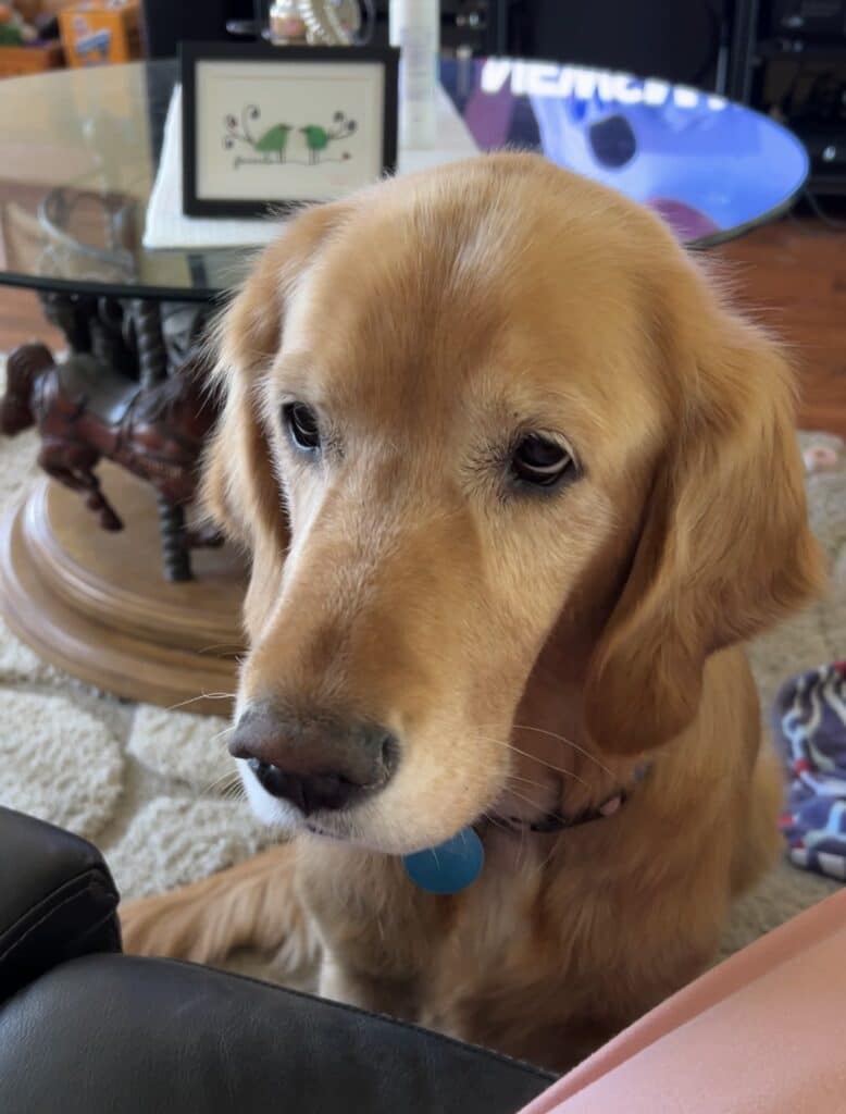 Close-up of Golden Retriever indoors, resting her head near a couch and looking calmly toward the camera.